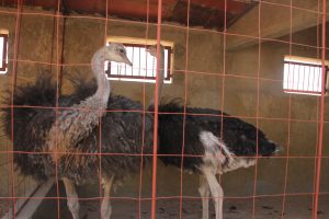 6 month year old Ostriches at Magic Land, Kaolack - February 2015